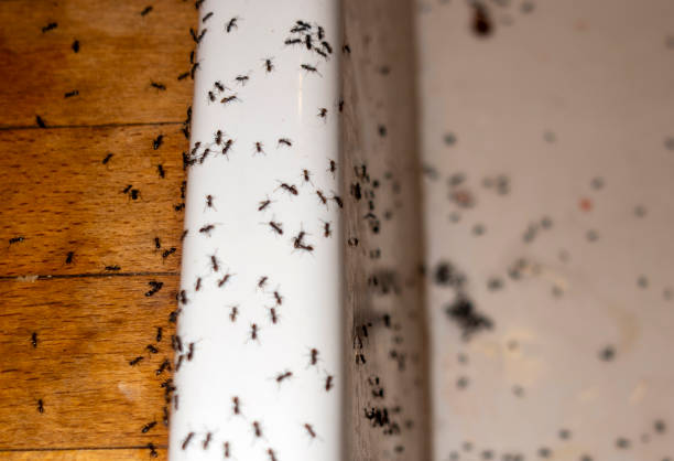 Best Bed Bug Extermination  in Everett, WA