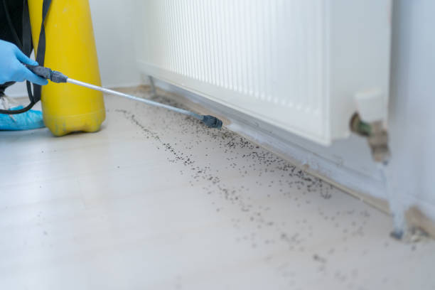 Professional Pest Control in Everett, WA
