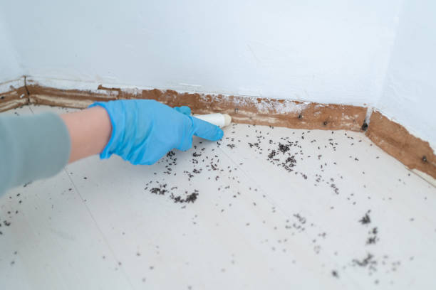 Best Cockroach Control Services  in Everett, WA